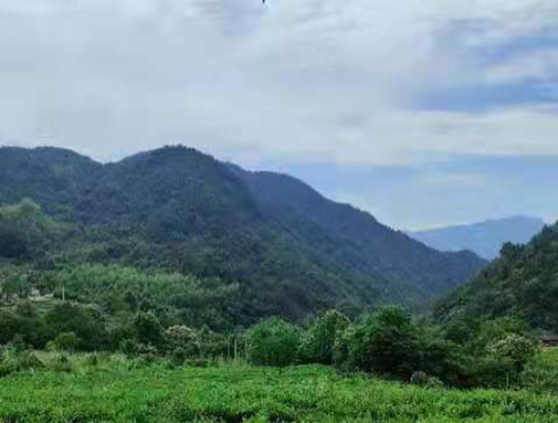 湖北EVO视讯集团英山有机茶厂